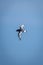 Antarctic petrel flies in clear bue sky