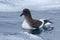 Antarctic petrel that floats in the polynya