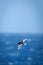 Antarctic petrel gliding over ocean in sunshine