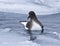 Antarctic petrel sitting on water