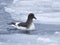 Antarctic petrel sitting on the water between the ice