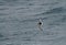 Antarctic Petrel, Thalassoica antarctica