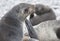 Antarctic Seal, cute Fur Seal pup in South Georgia