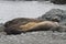 Antarctic sealion basking