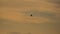 Antarctic shag in flight at sunset