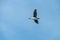 Antarctic shag - Leucocarbo bransfieldensis- in Flight over the Southern Atlantic Ocean