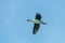 Antarctic shag - Leucocarbo bransfieldensis- in Flight over the Southern Atlantic Ocean