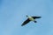 Antarctic shag - Leucocarbo bransfieldensis- in Flight over the Southern Atlantic Ocean