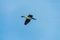 Antarctic shag - Leucocarbo bransfieldensis- in Flight over the Southern Atlantic Ocean