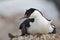 Antarctic shag on the nest, Antarctica