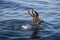 ANTARCTIC SKUA catharacta antarctica, ADULT IN FLIGHT CATCHING FISH, FALSE BAY IN SOUTH AFRICA