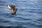 Antarctic Skua, catharacta antarctica, Adult in Flight, False Bay in South Africa