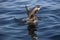 Antarctic Skua, catharacta antarctica, Adult in Flight, Fishing, False Bay in South Africa