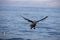 ANTARCTIC SKUA catharacta antarctica, ADULT LANDING ON WATER, FALSE BAY IN SOUTH AFRICA