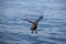 ANTARCTIC SKUA catharacta antarctica, ADULT LANDING ON WATER, FALSE BAY IN SOUTH AFRICA