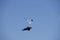 Antarctic Skua, catharacta antarctica, with Kelp Gull, larus dominicanus, Adults in Flight, Fighting, False Bay in South Africa