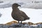 Antarctic Skua standing on a rock on a background of the Adelie