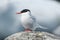 Antarctic Tern.