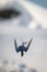 Antarctic tern dives by bank of snow