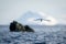 Antarctic tern dives toward ocean to fish