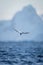 Antarctic tern dives towards sea near hills