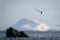 Antarctic tern dives towards sea to fish