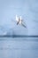 Antarctic tern dives into water by iceberg