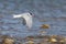 Antarctic Tern in flight in winter plumage