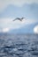 Antarctic tern hovers over ocean stretching wings