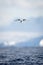 Antarctic tern soars over ocean stretching wings