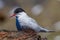 Antarctic Tern in South Georgia