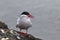 Antarctic tern which sits on a rock Antarctic