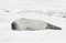 Antarctic Weddell Seal