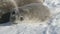 Antarctic weddell seal baby lie polar snow closeup