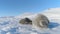 Antarctic weddell seal close-up cute face