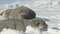 Antarctic weddell seal family rest polar land