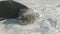 Antarctic weddell seal puppy play snow closeup