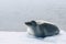 Antarctic weddell seal resting on ice floe