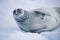 Antarctic weddell seal resting on ice floe