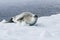 Antarctic weddell seal resting on ice floe