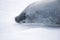 Antarctic weddell seal resting on ice floe