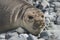 Antarctic weddell seal resting on ice floe