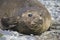 Antarctic weddell seal resting on ice floe