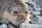 Antarctic weddell seal resting on ice floe