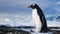 Antarctic Wildlife: lonley penguin standing on the rock