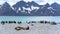 Antarctic Wildlife in South Georgia: Antarctic Fur Seals and King Penguins in South Georgia in Front of Steep Mountains