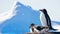 Antarctic Wildlife: two black and white penguins resting