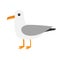 Antarctica albatross icon. Petrel Seagull wandering royal bird. Big beak. Arctic animal collection. Cute cartoon baby character. W