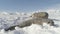 Antarctica baby adult weddell seal lying on snow