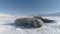 Antarctica baby weddell seal yawn in sun light